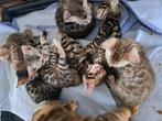 Bengaalse kittens bengal bengaal met stamboom + fokrecht, Dieren en Toebehoren, Meerdere dieren, Gechipt, 0 tot 2 jaar