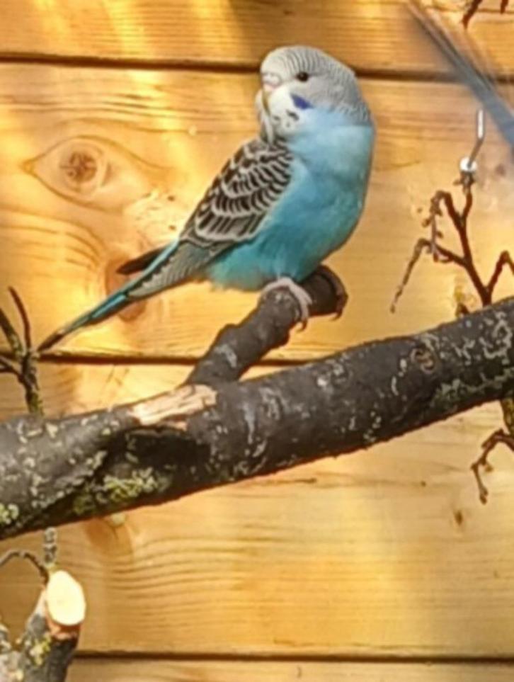 Parkieten, Dieren en Toebehoren, Vogels | Parkieten en Papegaaien, Parkiet, Meerdere dieren
