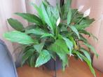 Spathiphyllum 'Bingo Cupido' - Lepelplant / incl. pot /75cm, Huis en Inrichting, Kamerplanten, Overige soorten, Minder dan 100 cm