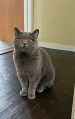 3 britse korthaar blauw katten, Dieren en Toebehoren, Katten en Kittens | Raskatten | Korthaar, Meerdere dieren, Gechipt, 0 tot 2 jaar