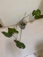 Monstera deliciosa stekken met water en luchtwortels, Huis en Inrichting, Kamerplanten, Ophalen, Overige soorten, Halfschaduw