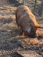 Herplaatsen stamboek kune kune zeugje en een borgje, Dieren en Toebehoren, Meerdere dieren, Varken