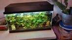 1 x  60 liter aquariums vol vis, Ophalen of Verzenden, Gevuld zoetwateraquarium