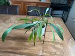 Anthurium Vittarifolium 2x, Huis en Inrichting, Kamerplanten, Ophalen of Verzenden, Overige soorten, In pot, Minder dan 100 cm