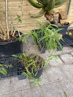 Salie Plant in Pot, Tuin en Terras, Ophalen, Volle zon, Vaste plant, Kruiden