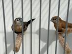 bischinows astrilde x zilverbekje, Geslacht onbekend, Tropenvogel