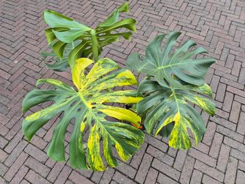 Monstera Aurea Variegata XXL  beschikbaar voor biedingen