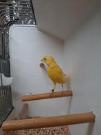 Mozaiëk Raza  Man., Dieren en Toebehoren, Vogels | Kanaries, Mannelijk