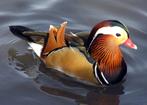 Siereenden -Ganzen en zwanen, Dieren en Toebehoren, Pluimvee, Meerdere dieren, Eend