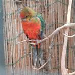 Stanley Rosella pop, split voor blauw, Dieren en Toebehoren, Vogels | Parkieten en Papegaaien, Vrouwelijk, Parkiet, Geringd