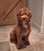 Dekreu Australian Labradoodle 45 cm (medium), Dieren en Toebehoren, Honden | Dekreuen, Reu, 1 tot 2 jaar, Eén hond, Nederland