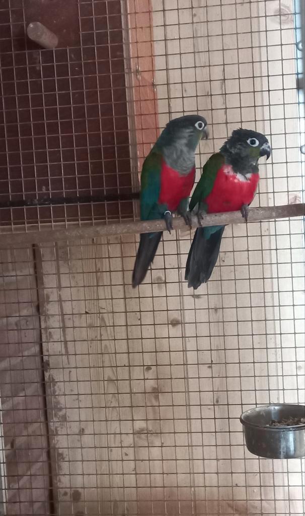 Pyrrhura perlata koppel, Dieren en Toebehoren, Vogels | Parkieten en Papegaaien, Parkiet, Meerdere dieren, Geringd