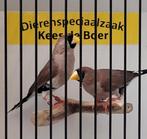 Koppel masker amadines, Meerdere dieren, Tropenvogel