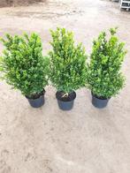Buxusstruik, Tuin en Terras, Planten | Bomen, Ophalen, Overige soorten, Minder dan 100 cm