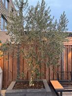 Prachtige Olijfboom te koop!, Tuin en Terras, Planten | Bomen, 100 tot 250 cm, Olijfboom, Zomer, Ophalen
