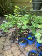 5 Rode bessen planten ongeveer 35 centimeter voor 5 euro, Ophalen, Minder dan 100 cm, Overige soorten, Volle zon