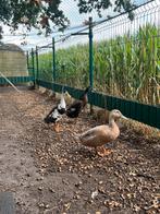 Mooi loopeenden, Dieren en Toebehoren, Pluimvee, Meerdere dieren, Eend
