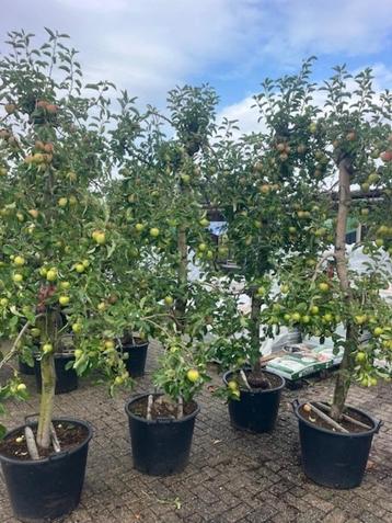 Oude karakteristieke Appelbomen, Elstar en Breaburn  beschikbaar voor biedingen