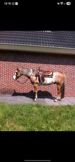 Western reining showzadel continental equiflex, Dieren en Toebehoren, Ophalen, Gebruikt, Western