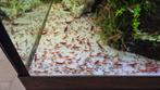 Neocaridina garnalen rood per 20 stuks, Dieren en Toebehoren, Vissen | Aquariumvissen, Kreeft, Krab of Garnaal, Zoetwatervis