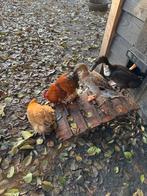 4 Cochin hennen 1 cochin haan en 3 indische loopeenden, Dieren en Toebehoren, Pluimvee, Meerdere dieren, Kip