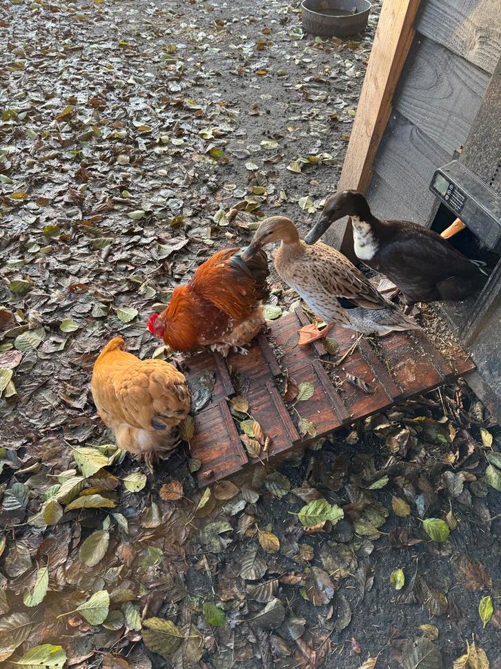 4 Cochin hennen 1 cochin haan en 3 indische loopeenden, Dieren en Toebehoren, Pluimvee, Kip, Meerdere dieren
