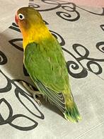 Lieve Hand Tamme en Gezonde Agapornis Dwergpapegaai Lovebird, Dieren en Toebehoren, Vogels | Parkieten en Papegaaien, Meerdere dieren