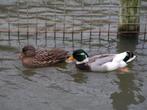 Kwaker eenden | Jonge Hollandse Kwakers in veel kleuren, Dieren en Toebehoren, Pluimvee, Meerdere dieren, Eend