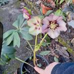 Diverse  helleborus vaste planten, Overige soorten, Vaste plant, Ophalen of Verzenden, Halfschaduw