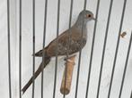 Diamantduif wildkleur, Dieren en Toebehoren, Vrouwelijk, Overige soorten