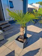 Trachicarpus fortunei in pot.  MIDDELBURG, Bloeit niet, 100 tot 250 cm, Palmboom, Ophalen