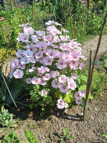 Lavatera Pink Regis beschikbaar voor biedingen