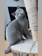 Britse korthaar kater (4jr) zoekt gouden mandje., Dieren en Toebehoren, Katten en Kittens | Raskatten | Korthaar, Kater, Gechipt