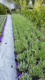 Lavendel hidcote winterhard in20cmpot 50st €60 paars/wit, Tuin en Terras, Planten | Tuinplanten, Ophalen, Zomer, Overige soorten
