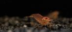 Orange Amano garnalen 2-4 cm - Sunset Caridina shrimp, Dieren en Toebehoren, Vissen | Aquariumvissen, Kreeft, Krab of Garnaal