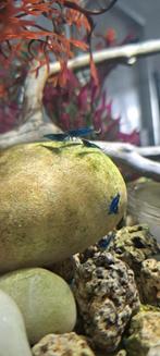 Neocaridina blue dream garnalen, Dieren en Toebehoren, Vissen | Aquariumvissen, Kreeft, Krab of Garnaal