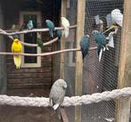 Kakariki koppels, Dieren en Toebehoren, Vogels | Parkieten en Papegaaien, Meerdere dieren, Parkiet