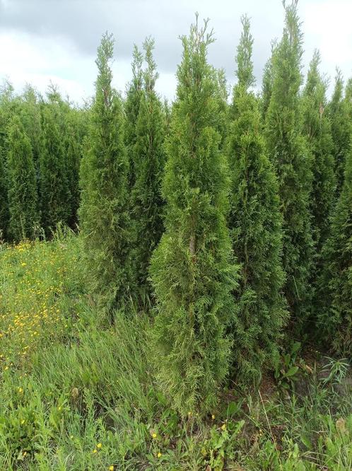 Coniferen, Tuin en Terras, Planten | Struiken en Hagen, Haag, Conifeer, 100 tot 250 cm, Ophalen