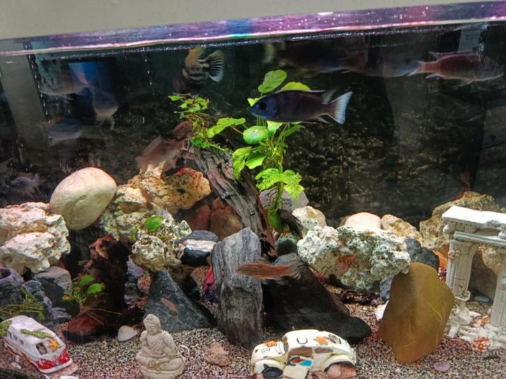 Cichliden etc en aquarium spullen., Dieren en Toebehoren, Vissen | Aquaria en Toebehoren, Filter of Co2, Ophalen