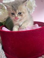 Prachtige Britse Korthaar kittens, Blue Golden Shaded, Meerdere dieren, Ontwormd, 0 tot 2 jaar