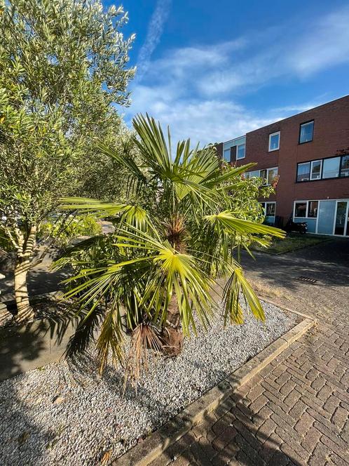 Palmbomen - 2 stuks, Tuin en Terras, Planten | Bomen, Palmboom, Volle zon, Ophalen