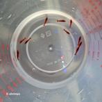 Diverse uitgeselecteerde Neocaridina garnalen BESCHIKBAAR, Dieren en Toebehoren, Kreeft, Krab of Garnaal, Zoetwatervis, Schoolvis