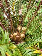 Sporen zeer zeldzame boomvaren, Tuin en Terras, Planten | Tuinplanten, Ophalen of Verzenden