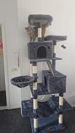 Britse korthaar bijna 1 jaar 18 augustus, Kater, 0 tot 2 jaar