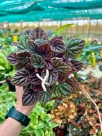 Peperomia Red Luna Kamerplant, Overige soorten, In pot, Minder dan 100 cm, Groene kamerplant