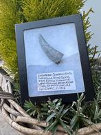 XL Kwaliteit Suchomimus tand, Verzamelen, Ophalen of Verzenden, Fossiel