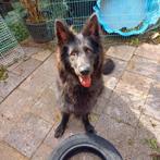 Oud duitse herder teef voor passend goed huisje., Dieren en Toebehoren, Particulier, Rabiës (hondsdolheid), Buitenland, Teef