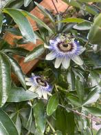 Passieflora winterhard, Ophalen of Verzenden, Zomer, Overige soorten, Volle zon