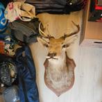 Taxidermie hertenkop op schild, Huis en Inrichting, Ophalen, Gebruikt