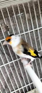 Majoor Putter pop Scripati komt uit egelhad van 24, Dieren en Toebehoren, Vogels | Overige Vogels, Vrouwelijk, Wildzangvogel